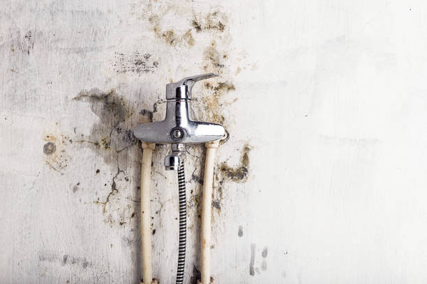Best Emergency Mold Removal  in Orono, MN