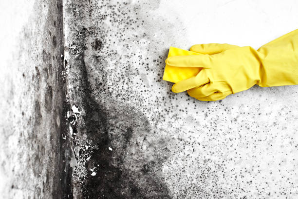 Best Black Mold Removal  in Orono, MN
